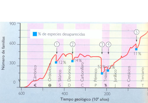 Aumento del número de especies desde el Cámbrico hasta nuestros días